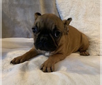 Small #1 French Bulldog