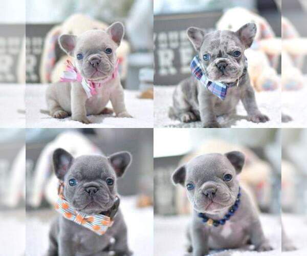 Medium Photo #6 French Bulldog Puppy For Sale in WILSONVILLE, OR, USA