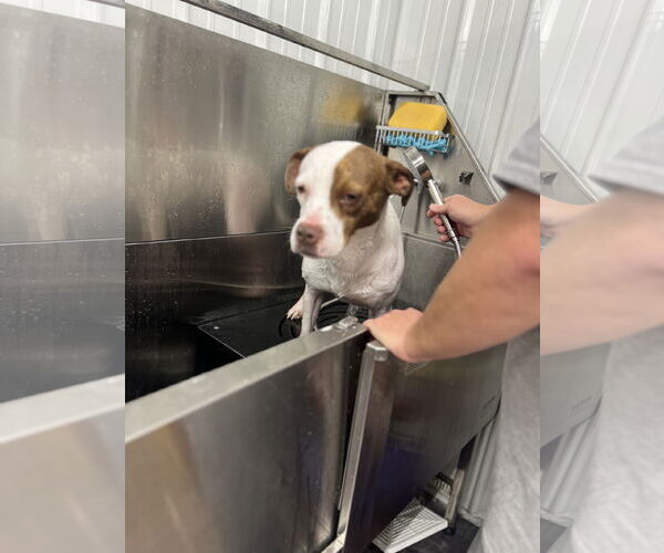 Medium Photo #4 American Pit Bull Terrier Puppy For Sale in Corning, AR, USA