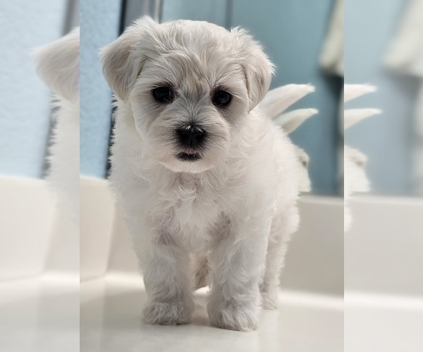 Medium Photo #3 Maltese Puppy For Sale in LOCKHART, TX, USA