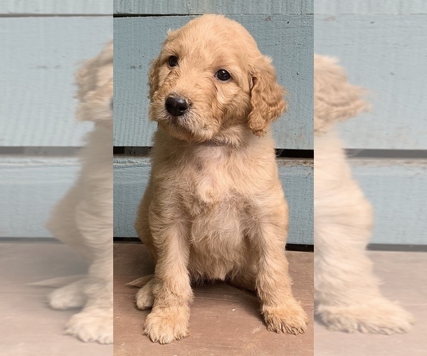 Medium Photo #2 Goldendoodle Puppy For Sale in ANDREWS, NC, USA