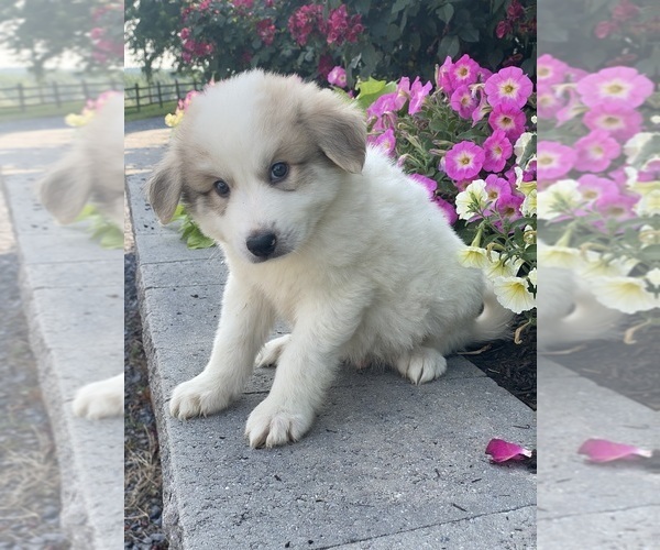Medium Photo #5 Great Pyrenees Puppy For Sale in CANOGA, NY, USA