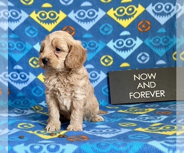 Medium Photo #2 Goldendoodle (Miniature) Puppy For Sale in MOUNT PLEASANT, MI, USA