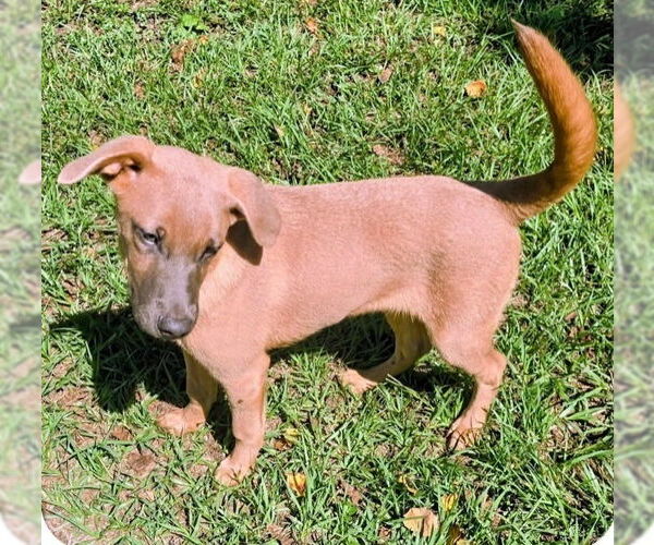 Medium Photo #2 Labrador Retriever-Unknown Mix Puppy For Sale in Canton, CT, USA