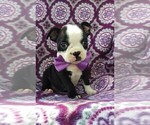 Small Photo #1 Boston Terrier Puppy For Sale in LANCASTER, PA, USA