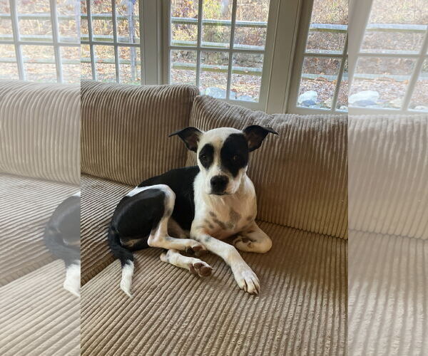 Medium Photo #1 American Bulldog-Staffordshire Bull Terrier Mix Puppy For Sale in Tarrytown, GA, USA