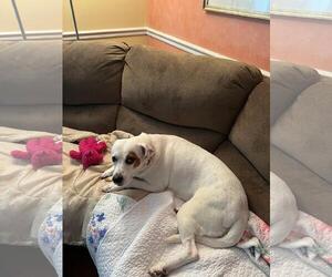 Poppy - Female Labrador Retriever Dog for Adoption - Photo #8