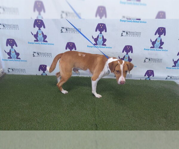 Medium Photo #1 Beagle-Unknown Mix Puppy For Sale in Orlando, FL, USA