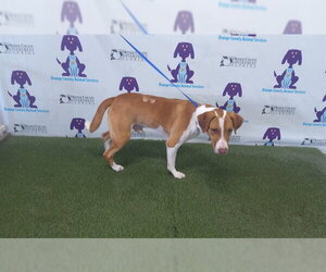 Beagle-Unknown Mix Dogs for adoption in Orlando, FL, USA