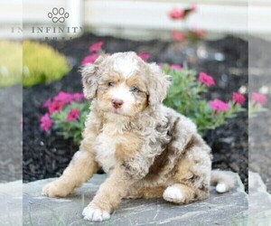 Bernedoodle (Miniature) Puppy for sale in GORDONVILLE, PA, USA