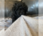 Small Photo #11 Labradoodle Puppy For Sale in CISCO, TX, USA