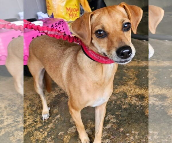 Medium Photo #1 Chihuahua-Unknown Mix Puppy For Sale in Virginia Beach, VA, USA