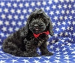 Small Photo #10 Cock-A-Poo-Poodle (Miniature) Mix Puppy For Sale in CHRISTIANA, PA, USA
