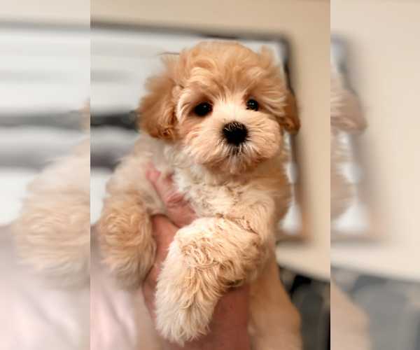 Medium Photo #1 Maltipoo (Miniature) Puppy For Sale in ALEXANDRIA, VA, USA