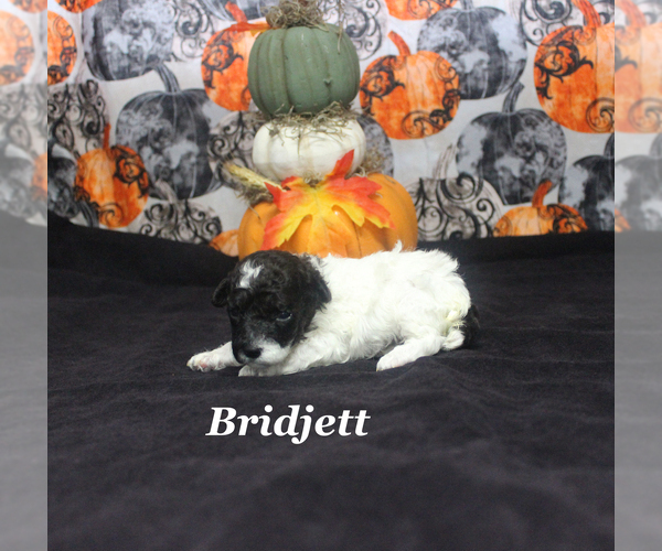Medium Photo #9 Poodle (Toy) Puppy For Sale in CHANUTE, KS, USA
