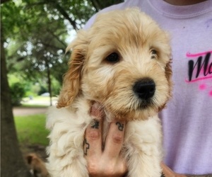 Goldendoodle Puppy for sale in WACO, TX, USA