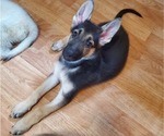 Small Photo #6 German Shepherd Dog Puppy For Sale in PORTAGE, IN, USA