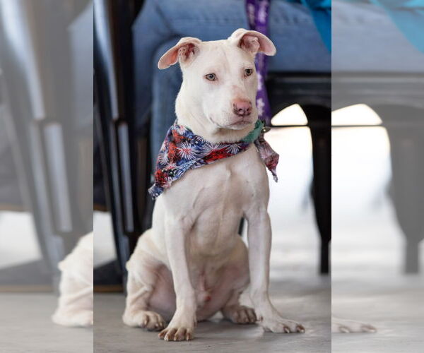 Medium Photo #7 American Pit Bull Terrier Puppy For Sale in Hillsboro, NH, USA