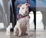 Small #6 American Pit Bull Terrier