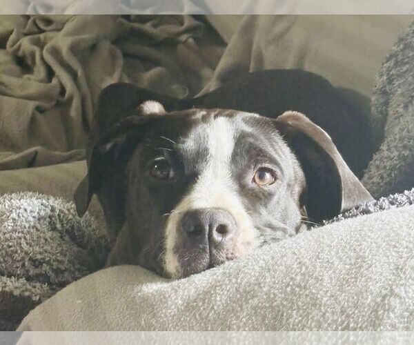 Medium Photo #6 American Pit Bull Terrier-Staffordshire Bull Terrier Mix Puppy For Sale in Germantown, OH, USA