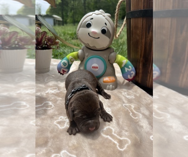 Medium Photo #7 Labrador Retriever Puppy For Sale in NEOLA, WV, USA