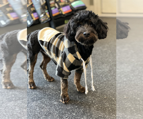 Medium Photo #69 Yorkipoo Puppy For Sale in WARSAW, IN, USA
