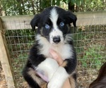 Puppy Forest Australian Shepherd