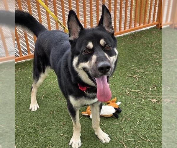 Medium Photo #2 Siberian Husky-Unknown Mix Puppy For Sale in Las Vegas, NV, USA