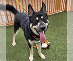 Small #1 Siberian Husky Mix
