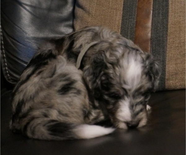 Medium Photo #9 Golden Mountain Doodle  Puppy For Sale in JIM FALLS, WI, USA