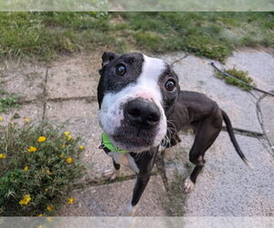 Simon - Male Mutt Dog for Adoption - Photo #2