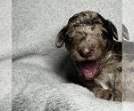 Small Photo #32 Goldendoodle Puppy For Sale in HOWARD CITY, MI, USA