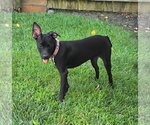Small #1 Chihuahua-Retriever  Mix