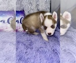 Small #3 Siberian Husky