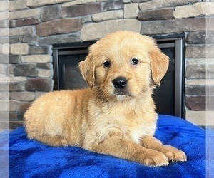 Golden Retriever Dog for Adoption in NOBLESVILLE, Indiana USA