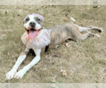 Small Photo #4 American Staffordshire Terrier-Unknown Mix Puppy For Sale in Decatur, GA, USA