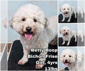 Bichon Frise Dogs for adoption in Seattle, WA, USA