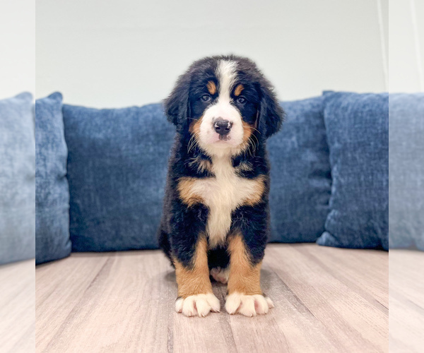 Medium Photo #1 Bernese Mountain Dog Puppy For Sale in DUNDEE, OH, USA