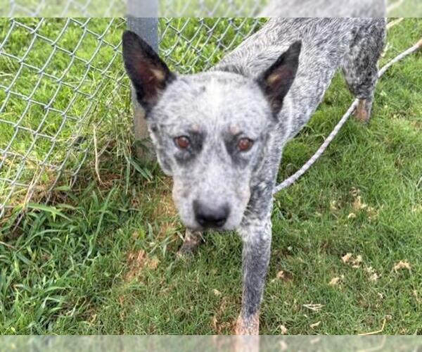 Medium Photo #1 Mutt Puppy For Sale in Tulsa, OK, USA