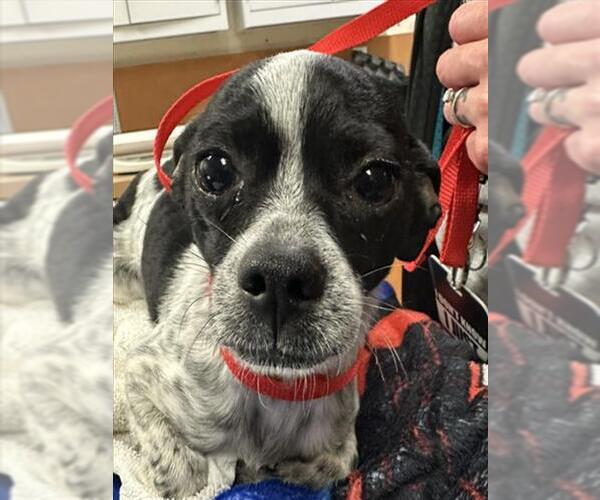 Medium Photo #1 Chihuahua Puppy For Sale in Martinez, CA, USA