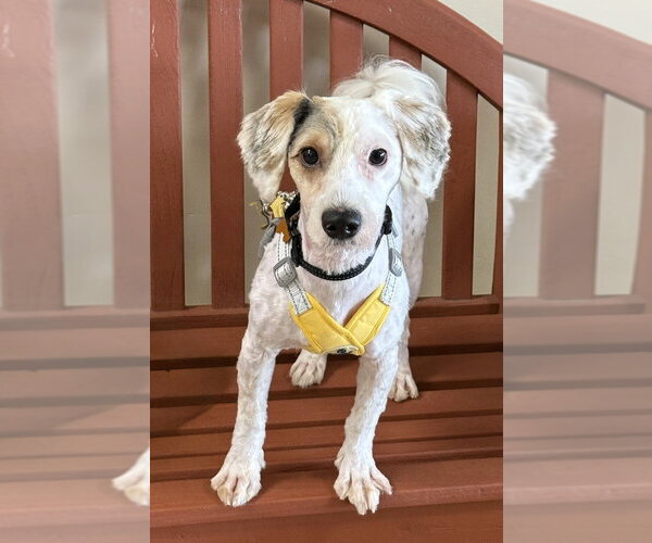 Medium Photo #1 Poodle (Miniature)-Unknown Mix Puppy For Sale in Mundelein, IL, USA