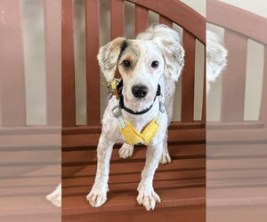 Poodle (Miniature)-Unknown Mix Dogs for adoption in Mundelein, IL, USA