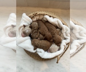 Goldendoodle (Miniature) Litter for sale in NORTH BEND, WA, USA