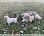 Small Photo #2 Labrador Retriever Puppy For Sale in WATERTOWN, WI, USA