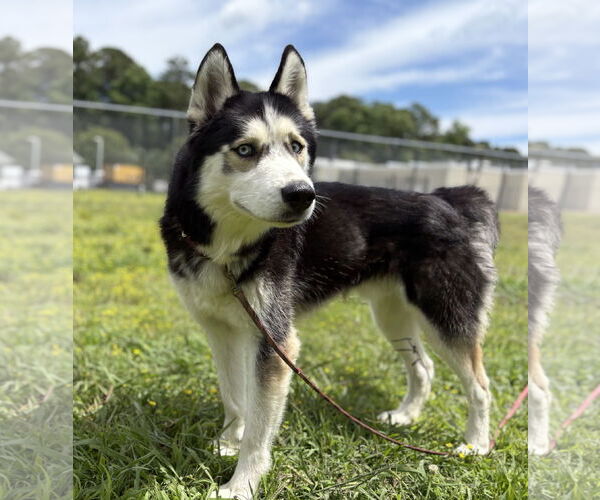 Medium Photo #5 - Mix Puppy For Sale in Virginia Beach, VA, USA