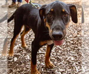 Bubba - Male Mutt Dog for Adoption - Photo #6