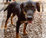 Small Photo #6 Mutt Puppy For Sale in Canton, CT, USA