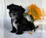 Small #11 Morkie
