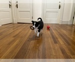 Puppy St Stephen Border Collie