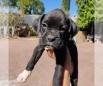 Small Photo #1 Boxer Puppy For Sale in CORONA, CA, USA